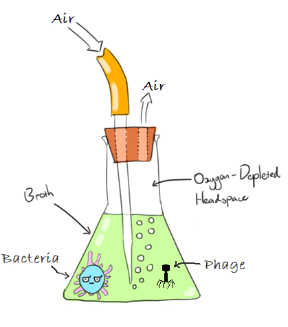 Flask bioreactor process