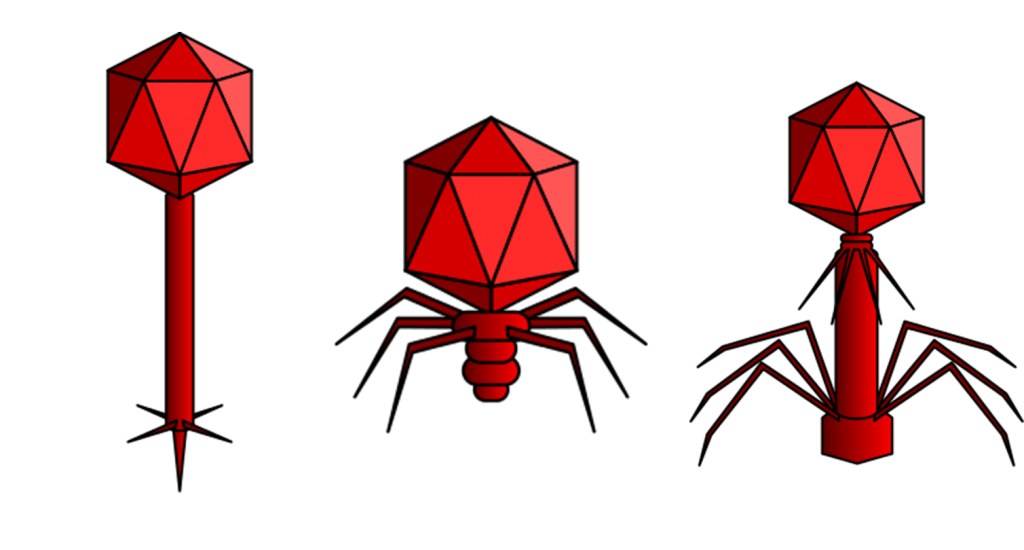 Figure 1 - Bacteriophages from Siphoviridae, Podoviridae and Myoviridae families with different morphology and biological properties.