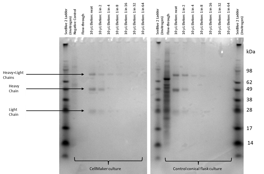 Figure 3. SDS-PAGE analysis of the IgG purification from the CellMaker fermentation and the control flask fermentation. Lanes showing the negative (not transfected) culture supernatant and the flowthrough the Protein A column are indicated. 10μl of sample in a 5x Leamlii loading buffer were loaded either undiluted (neat) or after serial 2x dilutions. The bands corresponding to the light, heavy and light and heavy chain complexes are indicated. The molecular size of the bands was estimated using the SeeBlue 2 protein standard.