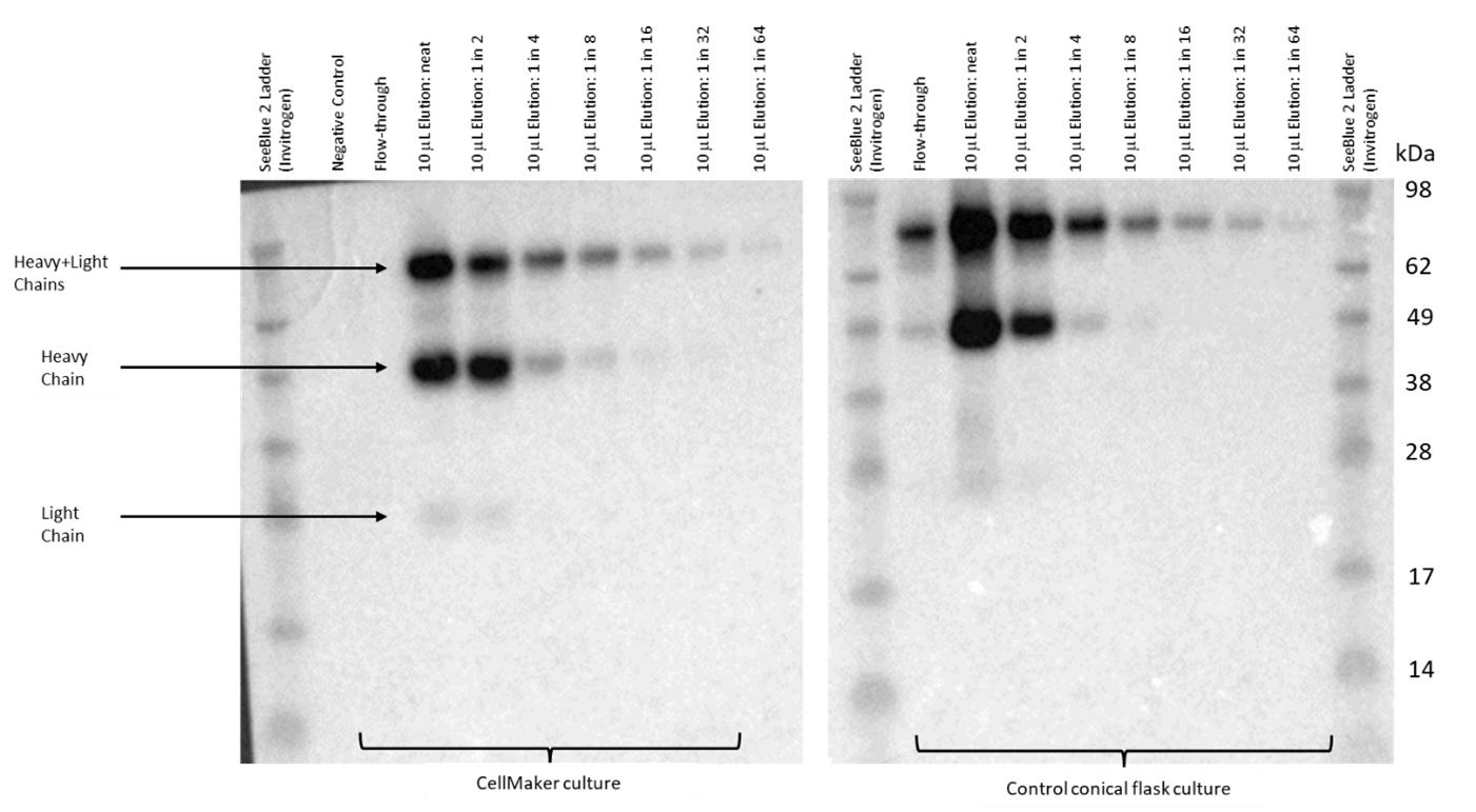 Figure 4. Western blot analysis of the CHO cell line culture supernatant for presence of recombinant rabbit IgG. Samples of negative (untransfected) control media supernatant, the flowthrough the Protein A column and the eluent containing concentrated antibody were loaded onto an SDS-PAGE gel and transferred to a PVDF membrane. The membrane was exposed to the secondary anti-rabbit HRP-conjugated antibody and visualised using an ECL reagent. The antibody eluent was serially diluted by factor of 2 for comparative analysis to the control cell culture in a conical flask. The bands corresponding to the light, heavy and light and heavy chain complexes are indicated. The molecular size of the bands was estimated using the SeeBlue 2 protein standard